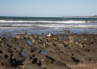 Orewa