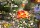 _wr_4971-jpg