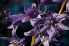 _WR_5675.jpg